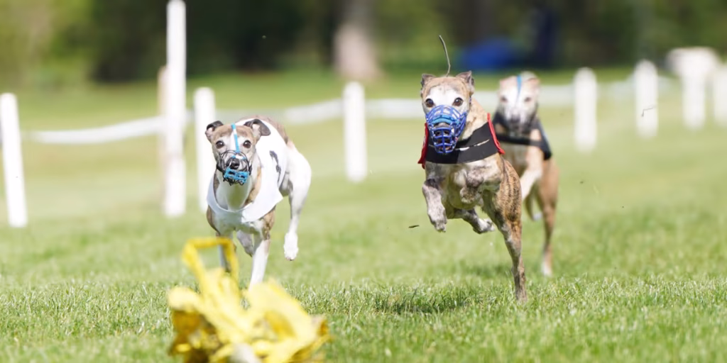 WCRA Championships 2026 1 Racing 003