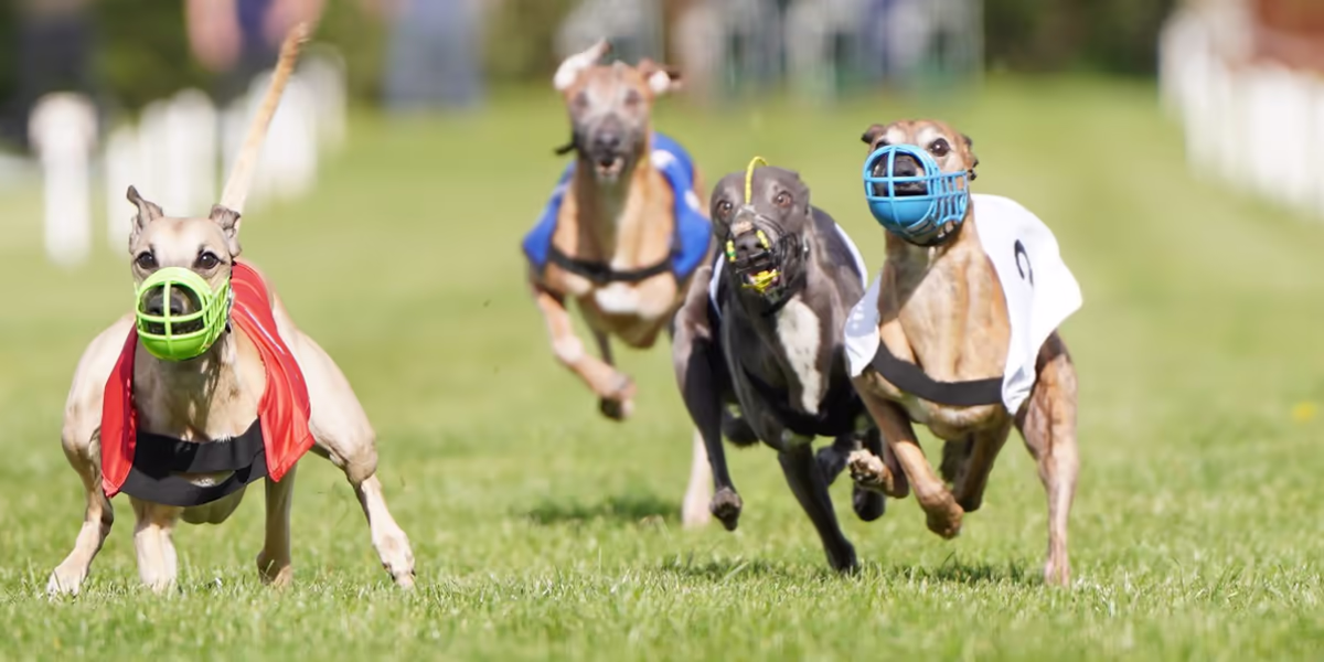 1ST WCRA Championships and Veteran Crowns 2026 : Full Write up