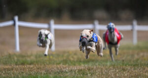 3rd WCRA Championships 2026 Racing Photo 3