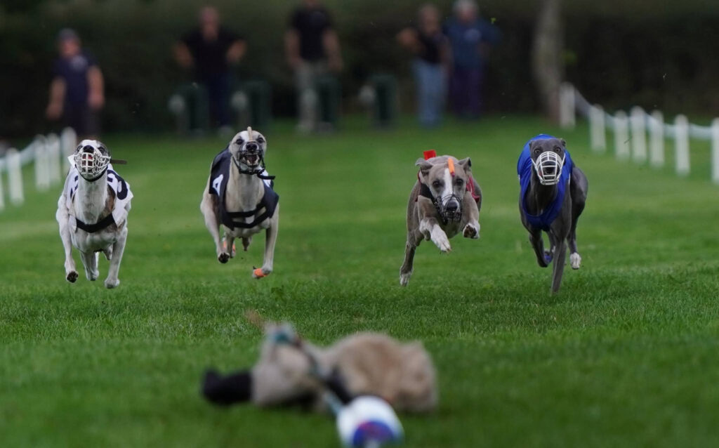4th WCRA Championships 2026 Racing Four dogs running behind the lure