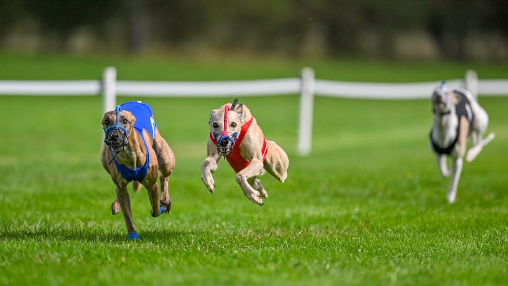 4th WCRA Championships 2026 Racing - Brindle whippet in blue acket in the lead
