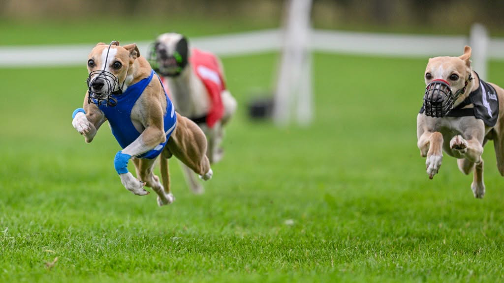 4th WCRA Championships 2026 Racing - fawn and white whippet in blue jacket in the lead