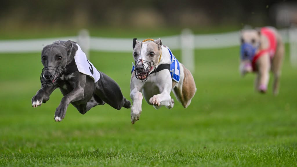 4th WCRA Championships 2026 Racing - Black whippet in white jacket running close with parti colour whippet in blue