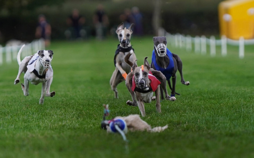 4th WCRA Championships 2026 Racing - Whippets coming in on the lure. Red whippet is in front