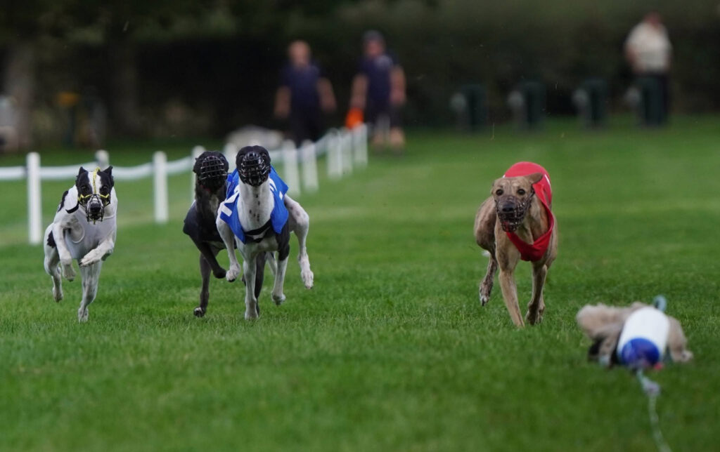 4th WCRA Championships 2026 Racing - bacl and white whippet in blue appears to be in front