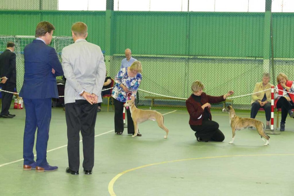 Whippets being exhibited